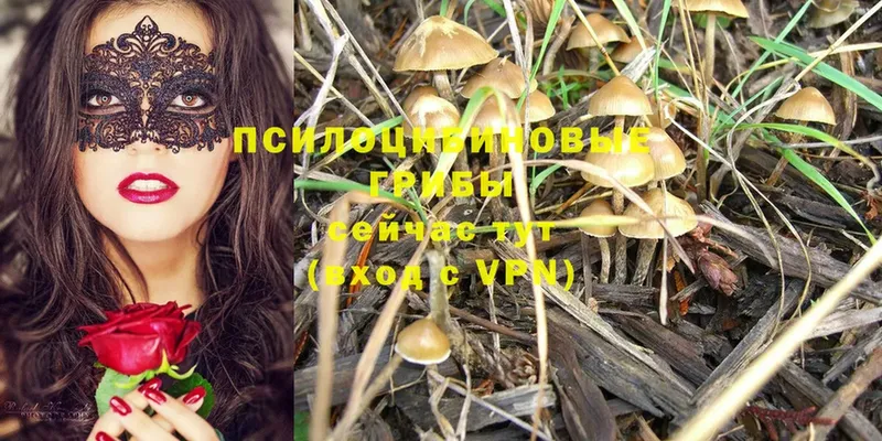 где купить наркоту  Видное  Галлюциногенные грибы Magic Shrooms 